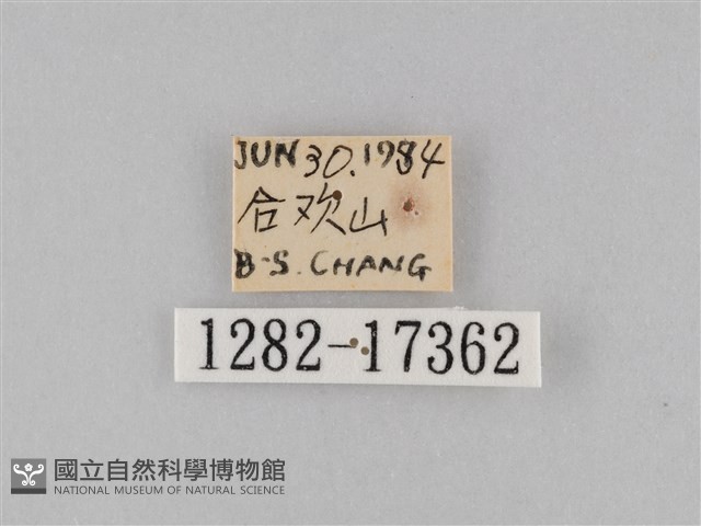淡紋青斑蝶藏品圖，第3張