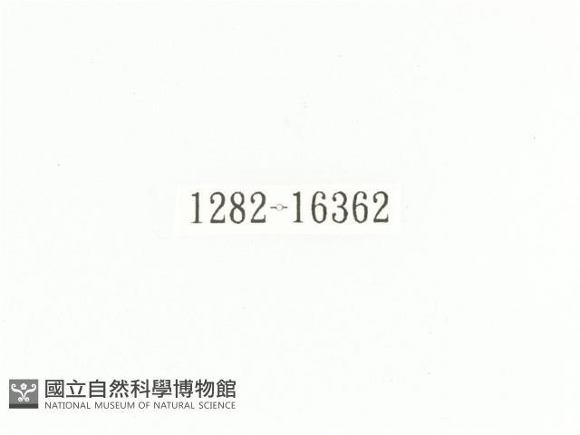 斑翅四齒金龜藏品圖，第2張