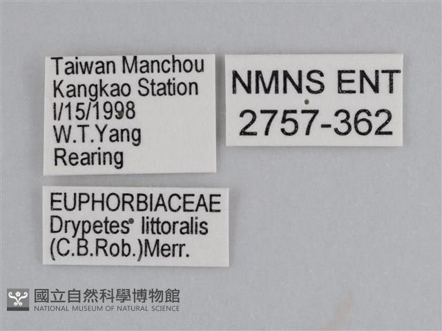 雲紋尖粉蝶藏品圖，第3張