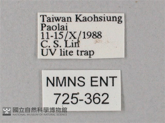 直翅斜紋天蛾藏品圖，第3張