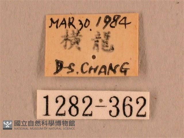 背線天蛾藏品圖，第3張