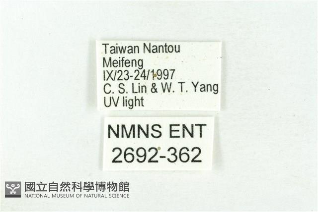 樹形尺蛾藏品圖，第3張