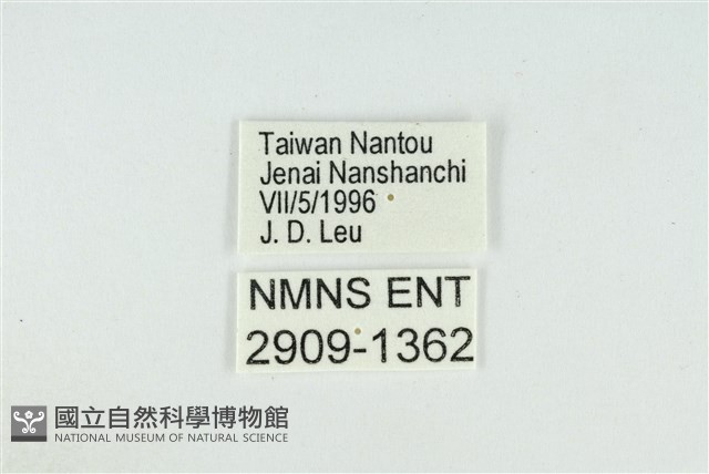 東方喙蝶藏品圖，第3張