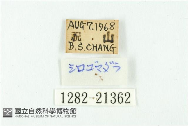 白雀斑灰蝶藏品圖，第3張