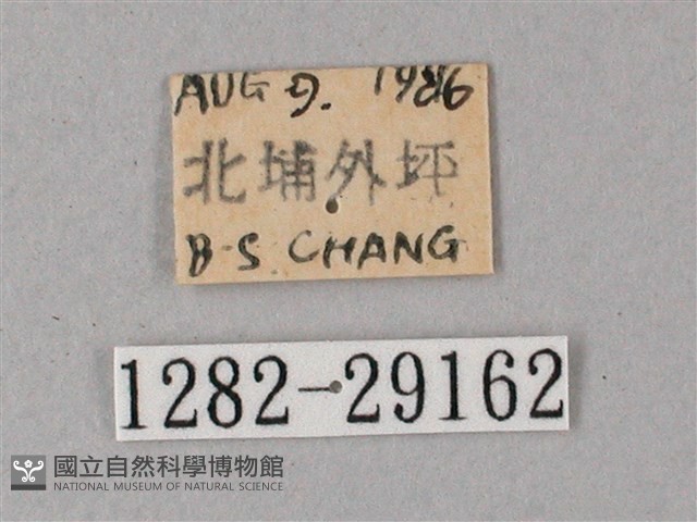 臺灣白肩天蛾藏品圖，第3張