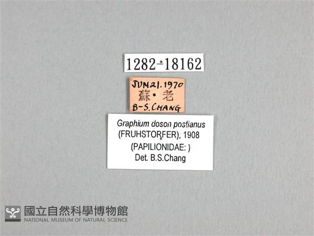 木蘭青鳳蝶藏品圖，第3張