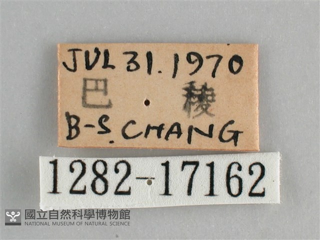 青眼蛺蝶、孔雀青蛺蝶藏品圖，第3張