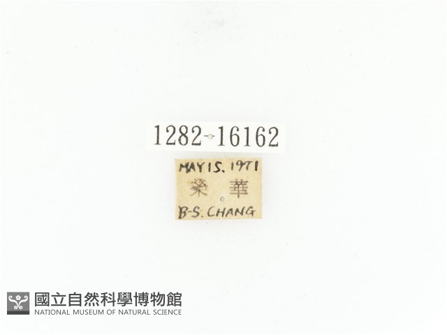 臺灣角金龜藏品圖，第2張