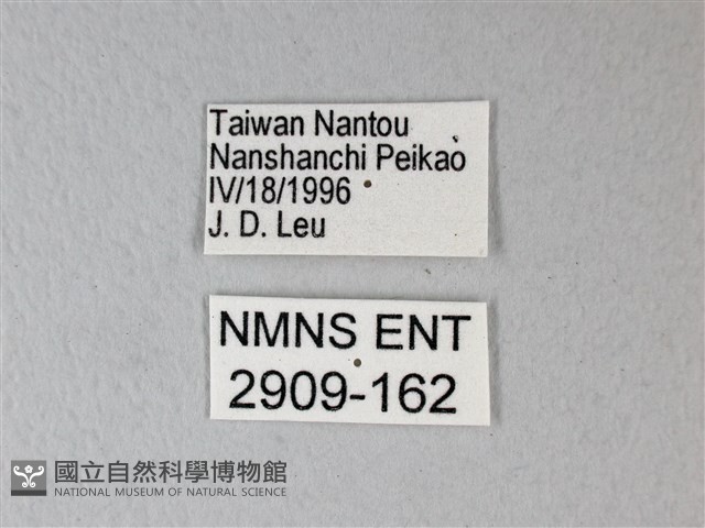 異粉蝶、雌白黃蝶藏品圖，第3張