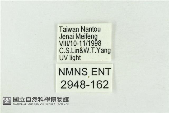 臺灣銀斑異波紋蛾藏品圖，第3張