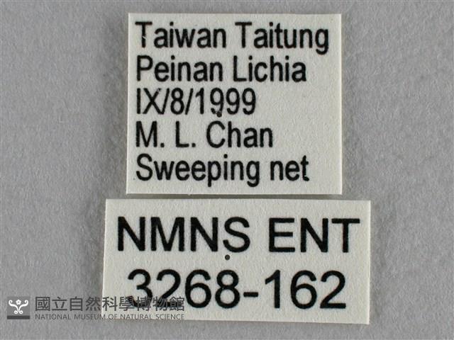 黑星灰蝶藏品圖，第3張