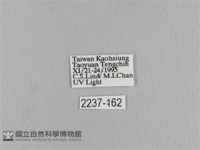 波紋枯葉蛾藏品圖，第3張