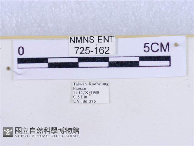 粉蝶燈蛾藏品圖，第3張