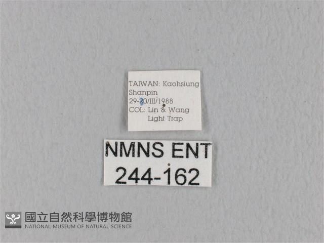 緣斑枯葉蛾藏品圖，第3張