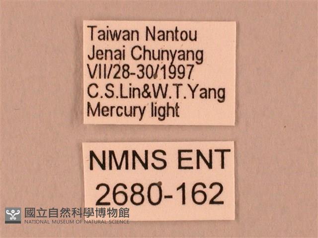 栗六點天蛾藏品圖，第3張