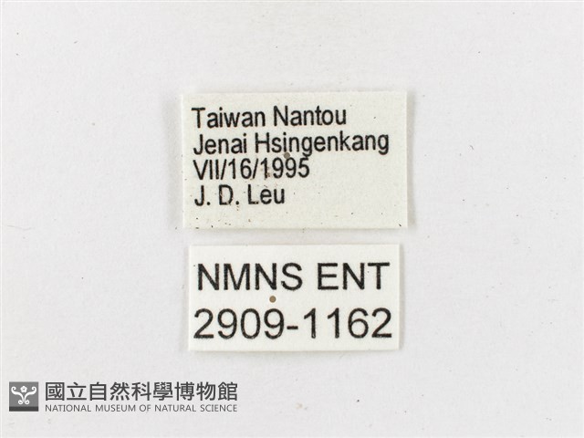 黃斑蔭眼蝶藏品圖，第3張