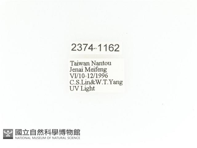 臺灣角金龜藏品圖，第2張