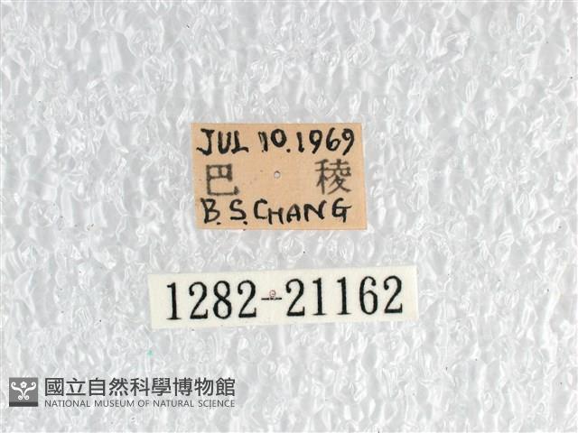 白弄蝶藏品圖，第3張