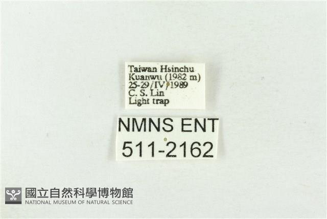 棍棒污燈蛾藏品圖，第3張
