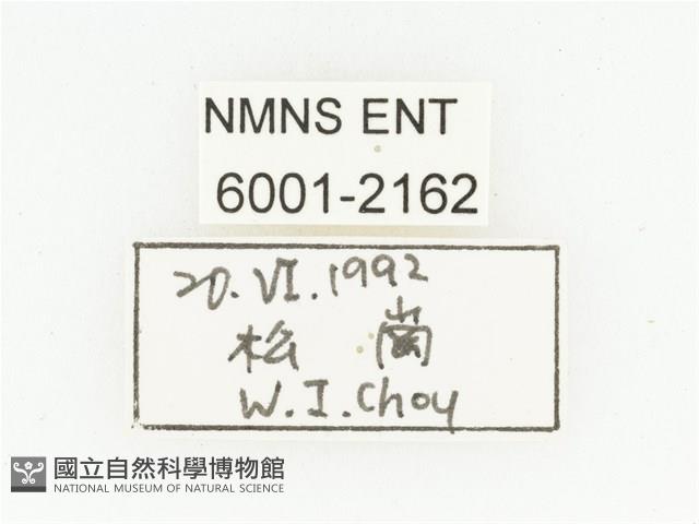 叉斑陷紋金龜藏品圖，第2張