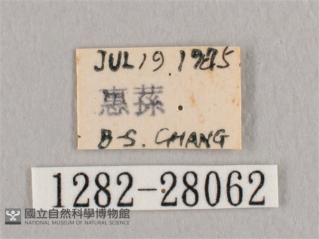 接骨木帶鉤蛾藏品圖，第3張
