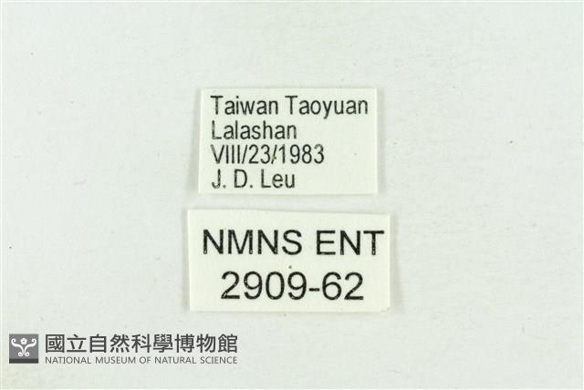 高砂燕灰蝶藏品圖，第3張