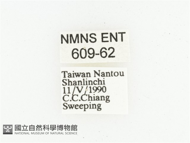 黑虎斑花金龜藏品圖，第2張