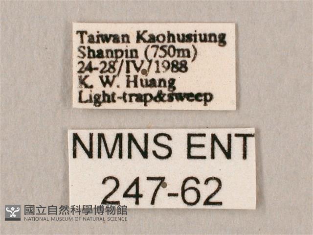 斜帶天蛾藏品圖，第3張