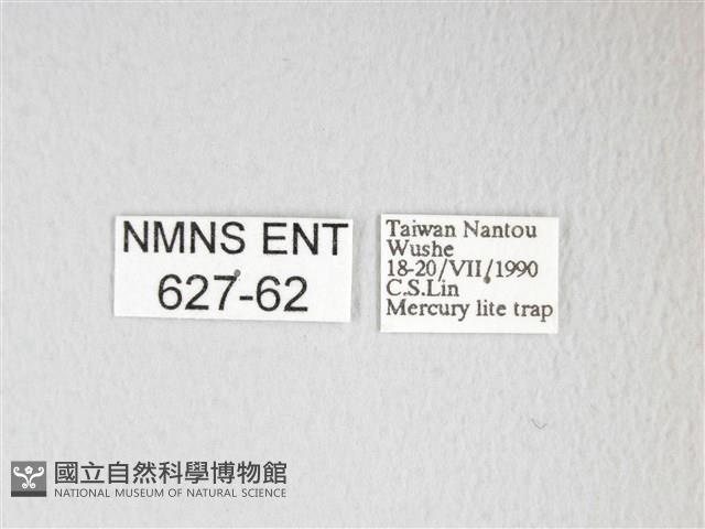 黃豹天蠶蛾藏品圖，第3張