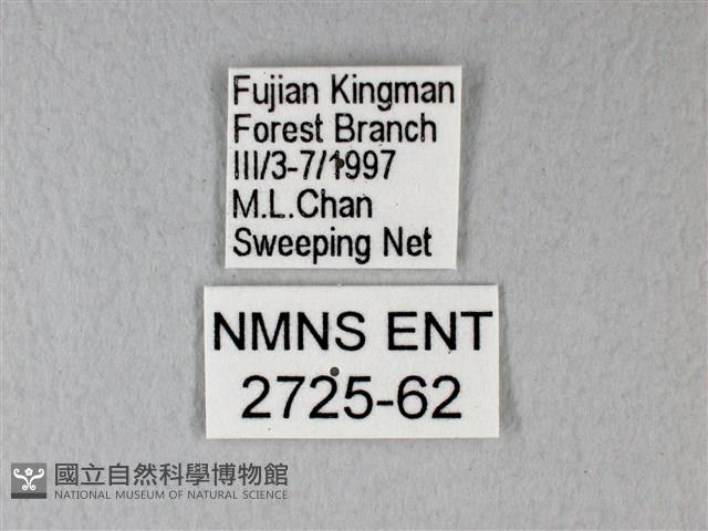 緣點白粉蝶藏品圖，第3張