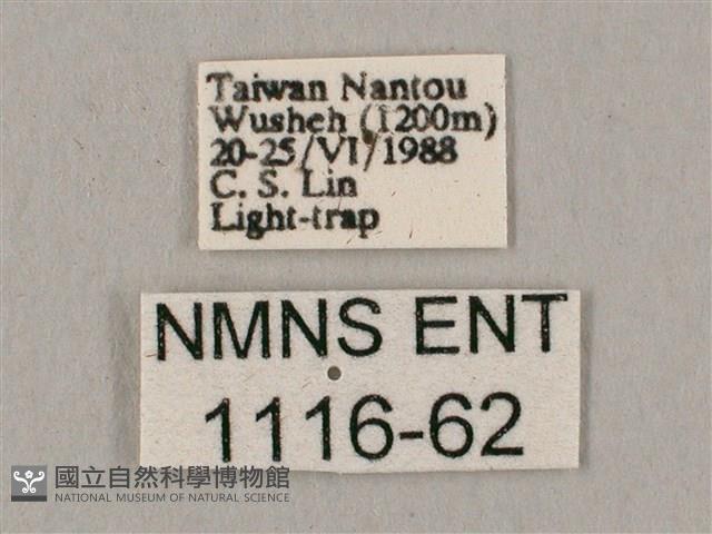 桃紅六點天蛾藏品圖，第3張