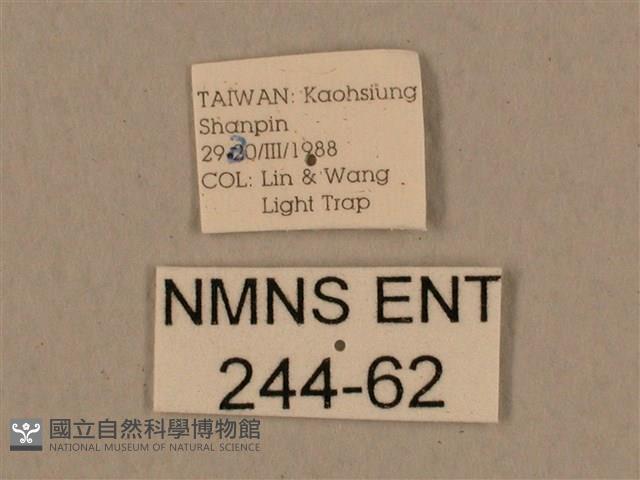 背中白天蛾藏品圖，第3張