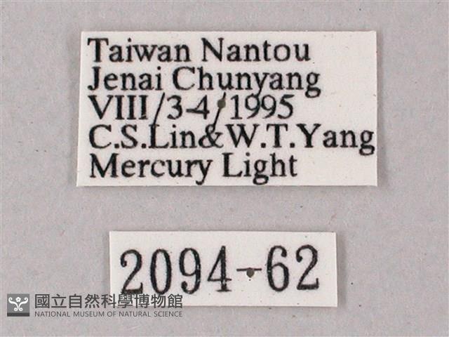 榆綠天蛾藏品圖，第3張