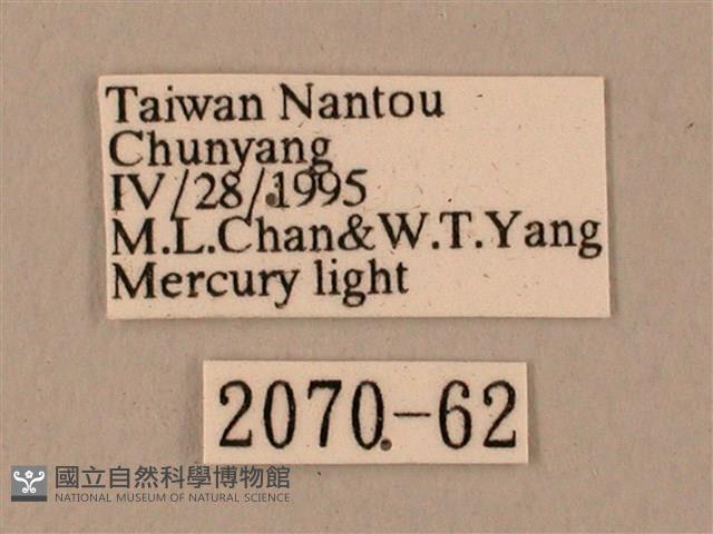 臺灣鋸翅天蛾藏品圖，第3張