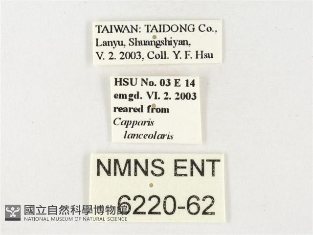 黃裙脈粉蝶藏品圖，第3張