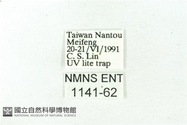 赭新污燈蛾藏品圖，第3張