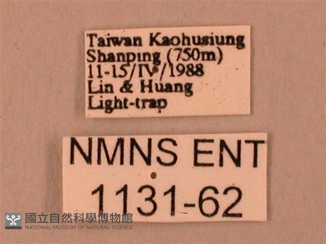 臺灣鋸翅天蛾藏品圖，第3張