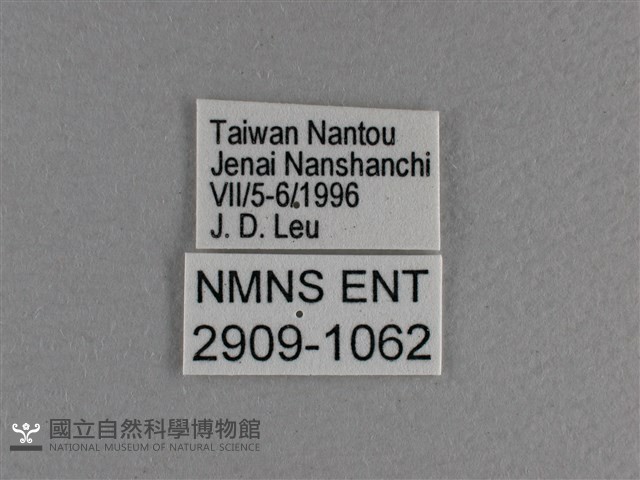 黃豹盛蛺蝶藏品圖，第3張