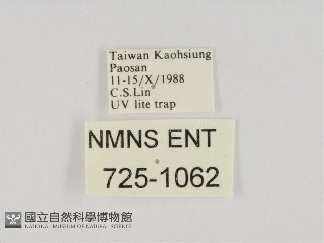 閃光苔蛾藏品圖，第3張