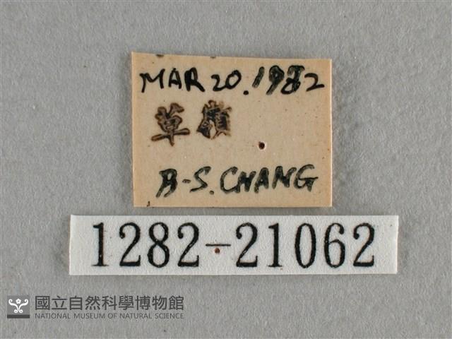 雅波灰蝶藏品圖，第3張