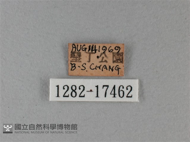 異紋帶蛺蝶藏品圖，第3張