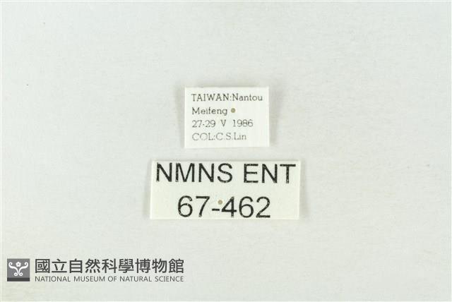 棍棒污燈蛾藏品圖，第3張