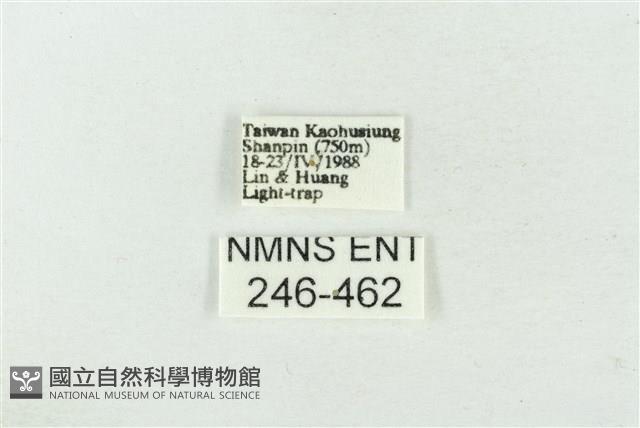 連珠波紋蛾藏品圖，第3張