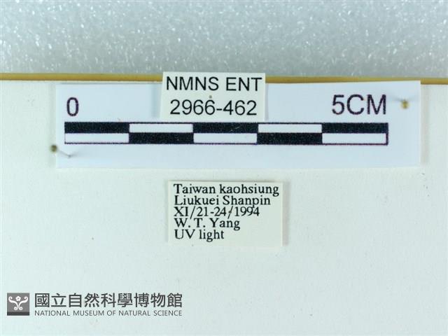 粉蝶燈蛾藏品圖，第3張