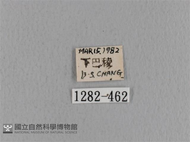 青枯葉蛾藏品圖，第3張