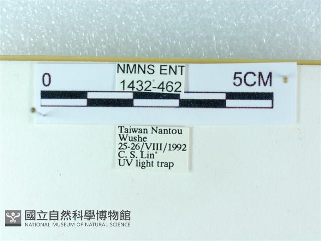 粉蝶燈蛾藏品圖，第3張