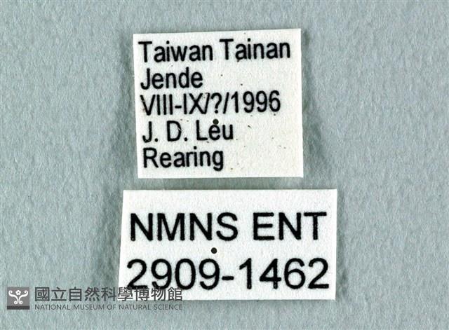 花鳳蝶、無尾鳳蝶藏品圖，第3張