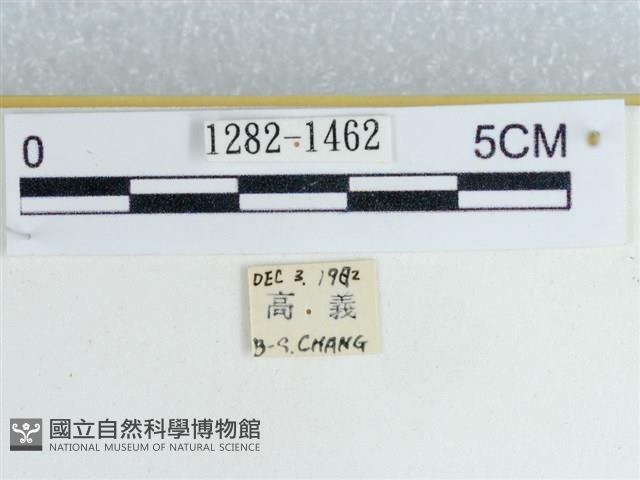 粉蝶燈蛾藏品圖，第3張