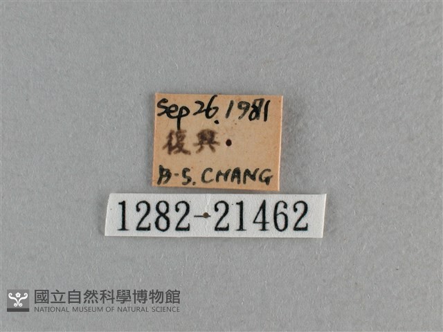 臺灣斑眼蝶藏品圖，第3張