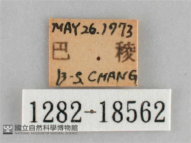 網絲蛺蝶、石牆蝶藏品圖，第3張